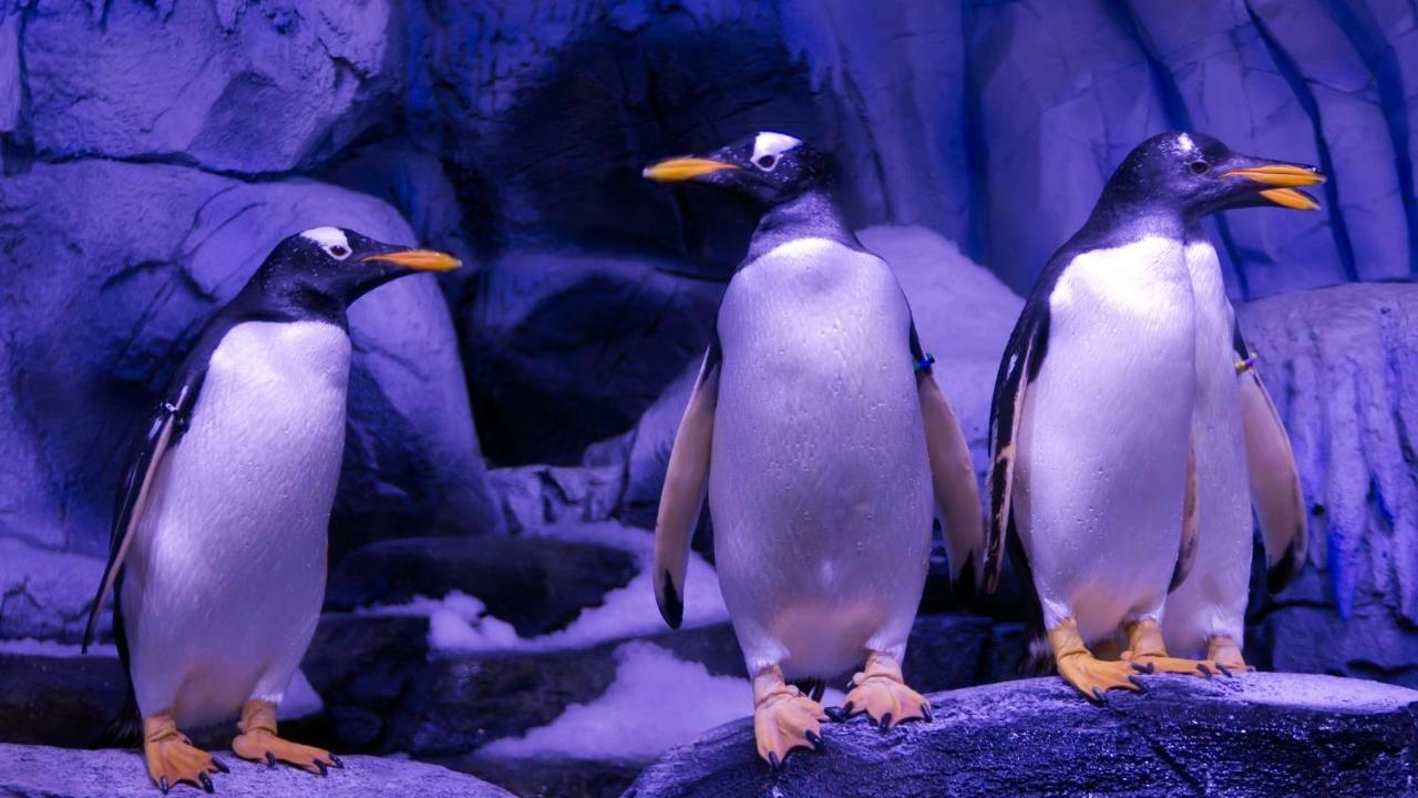 Crowne Plaza Florya Istanbul By Ihg Hotel Luaran gambar Penguins at the zoo